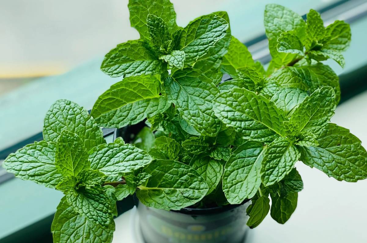 Menta