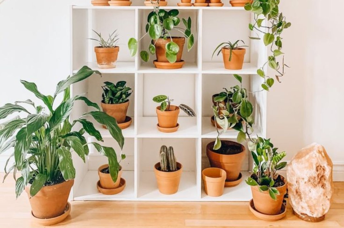 Las 5 mejores plantas para ahuyentar chinches de tu casa