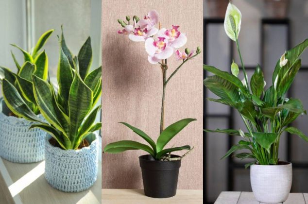 3 plantas que atraen abundancia a tu hogar por menos de 200 pesos