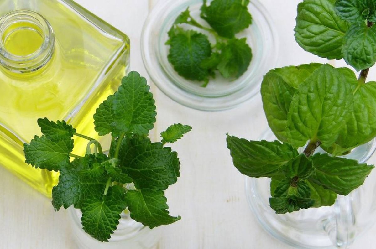 hojas de menta en el suelo
