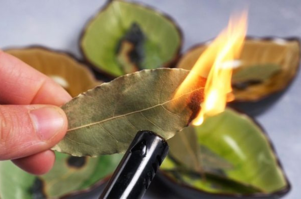 quemar hojas de laurel