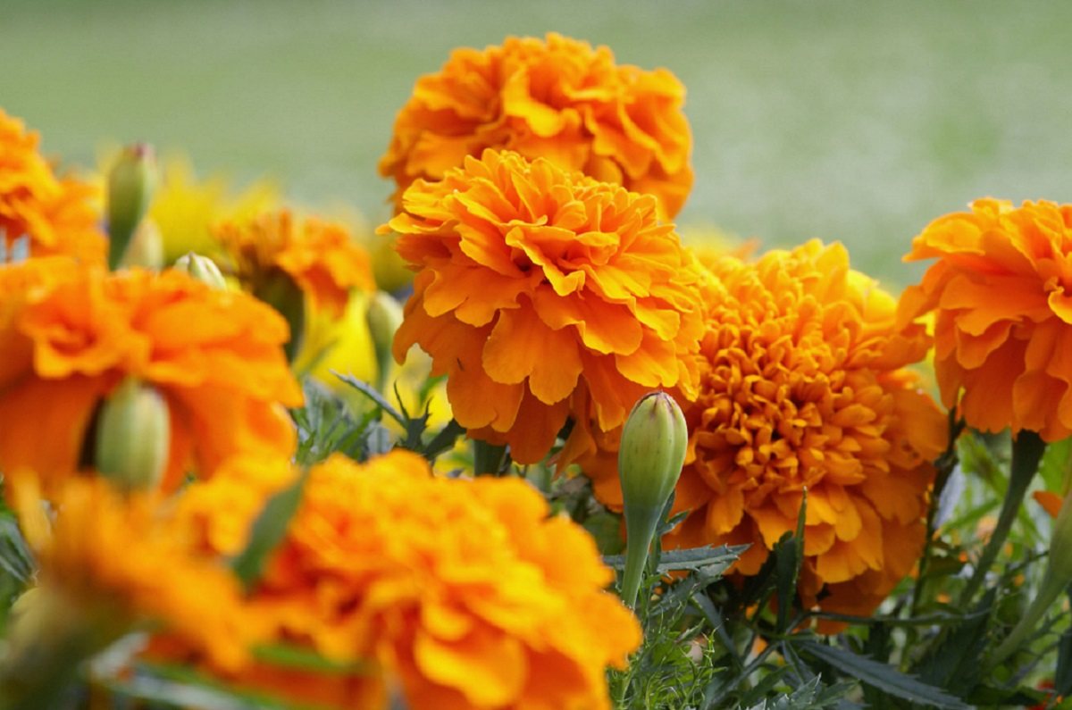 Conoce los usos de la flor de cempasúchil