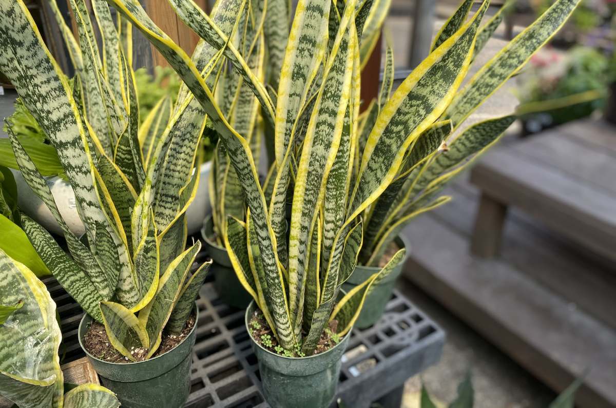 1- Sansevieria