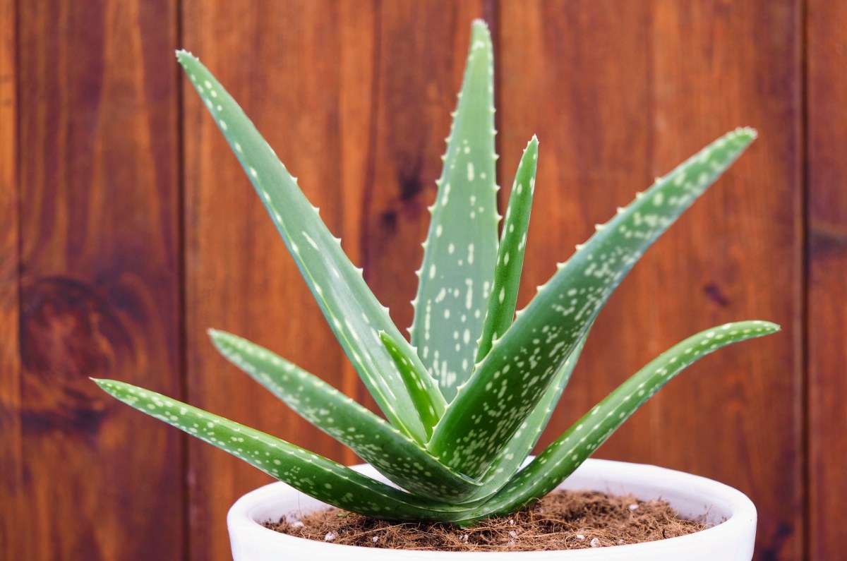 Aloe Vera: