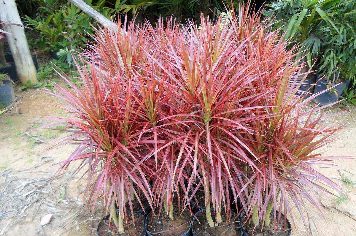 3- Dracena