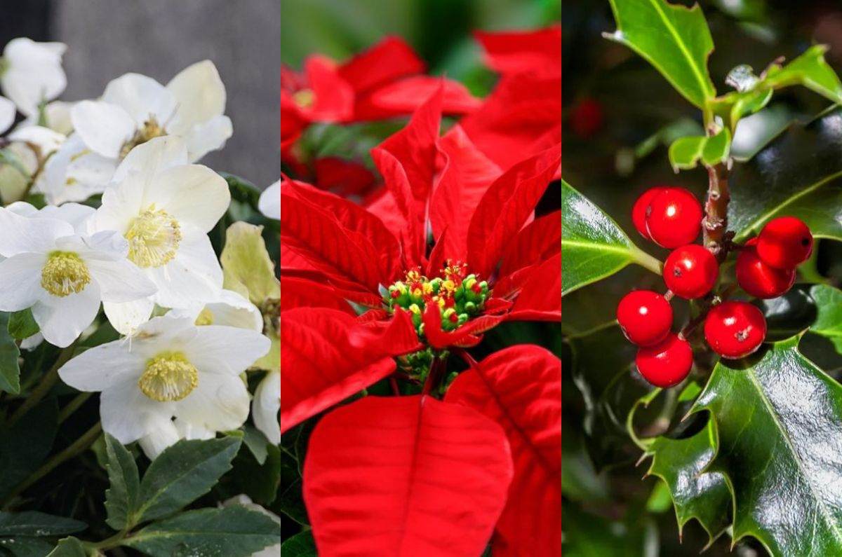 Las 5 plantas más hermosas para decorar tu casa esta Navidad