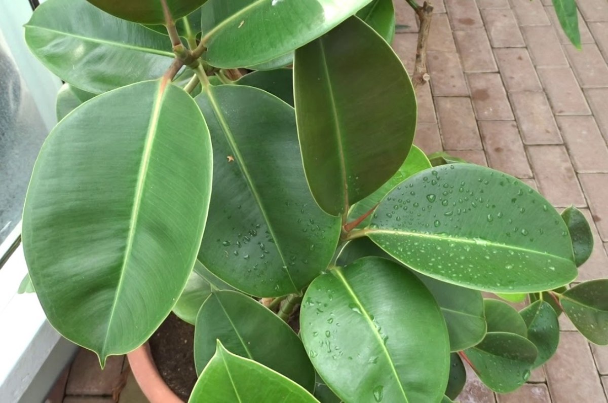 6- Ficus elástico