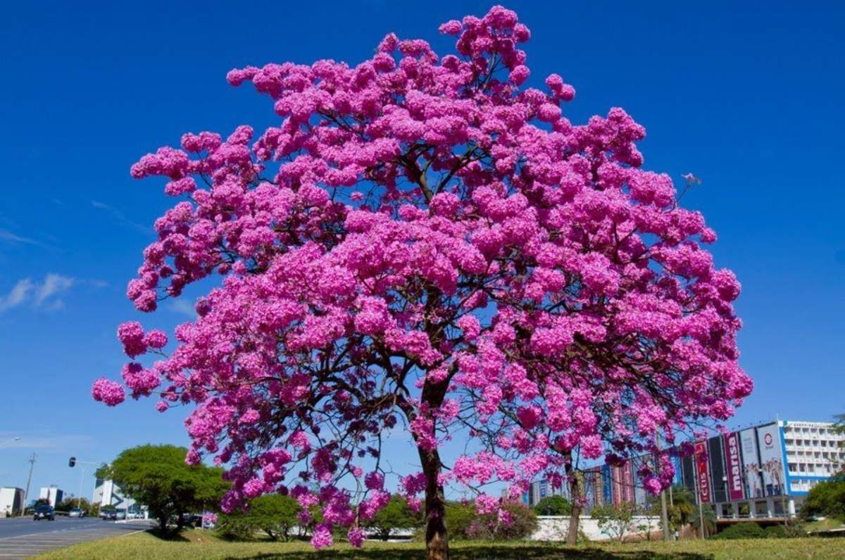 Handroanthus impetigiosa