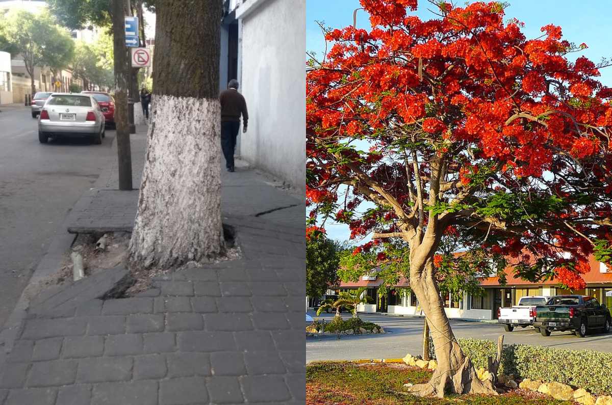5 árboles que NO levantan las banquetas y puedes plantar en la calle de tu casa