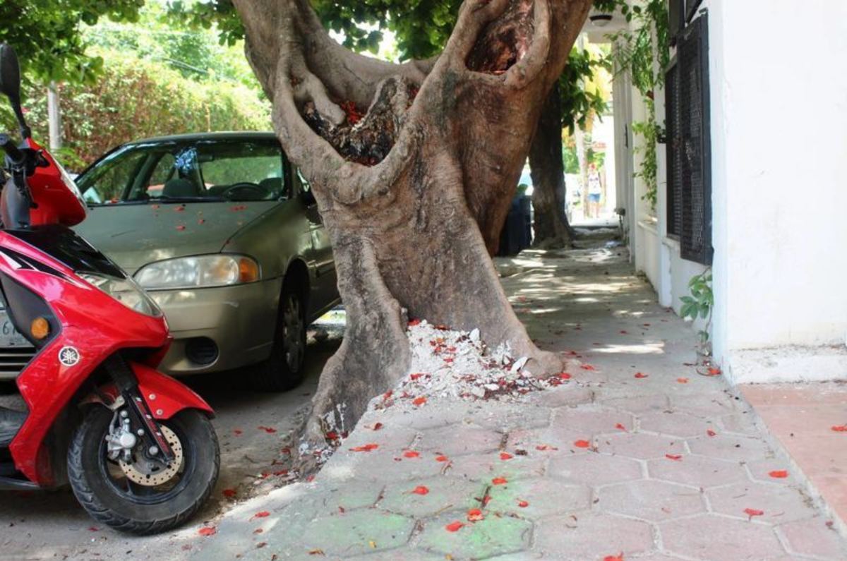 árboles que no levantan las banquetas