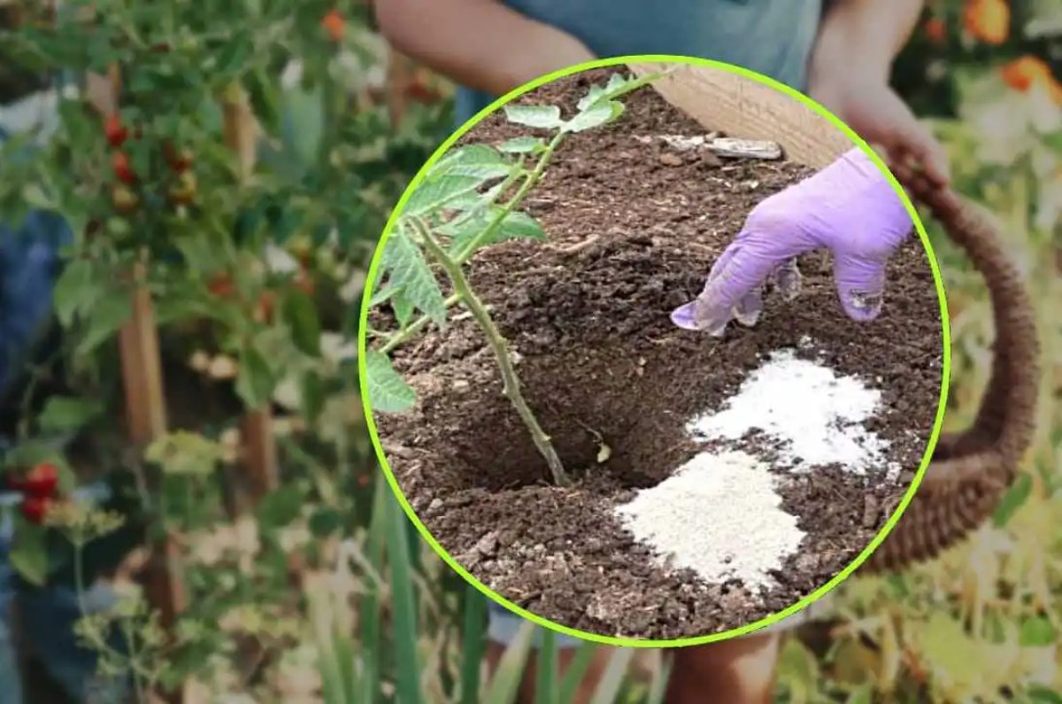 beneficios de la sal en las plantas