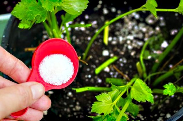 Descubre 8 beneficios de echar sal en las plantas de tu jardín