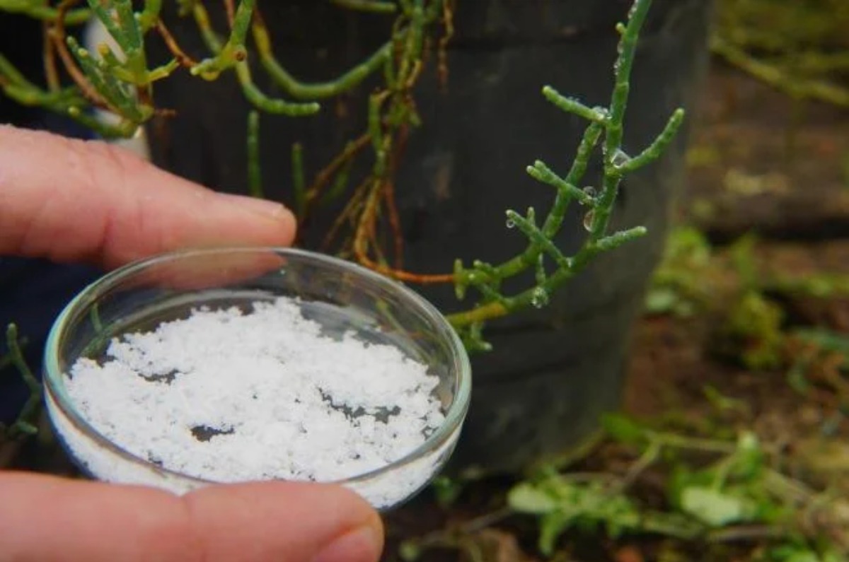 beneficios de la sal en las plantas