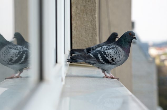 Truco casero para ahuyentar palomas de tu casa y evitar su olor y popo