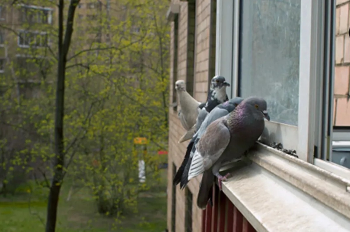 cómo ahuyentar palomas de casa 