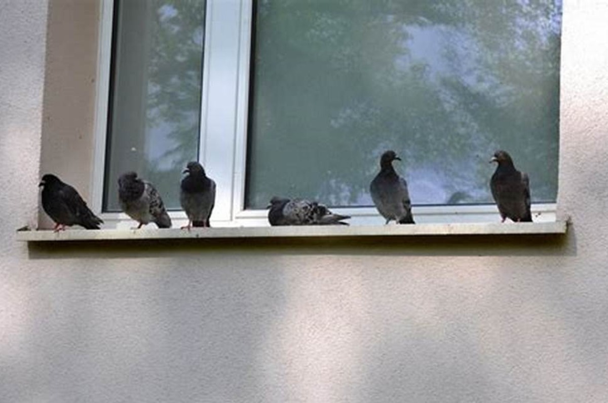 cómo ahuyentar palomas de casa