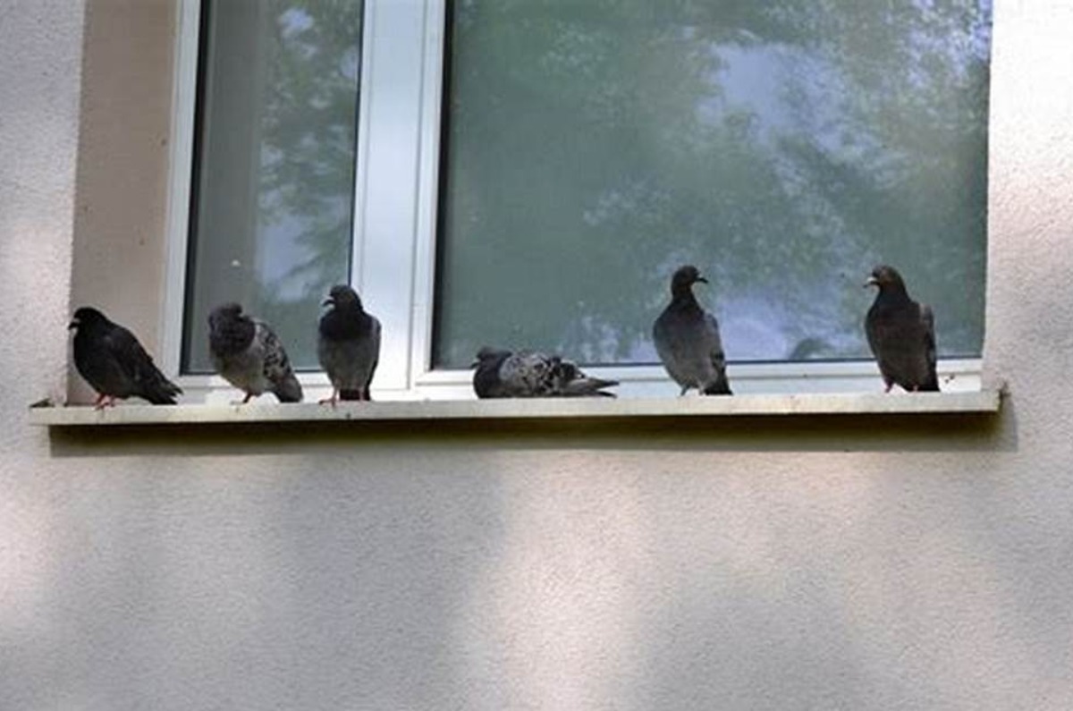 cómo ahuyentar palomas de casa 