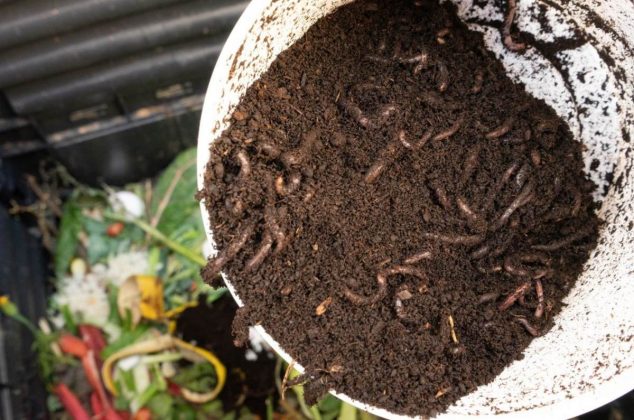 Beneficios del humus de lombriz para tus plantas y cómo prepararlo