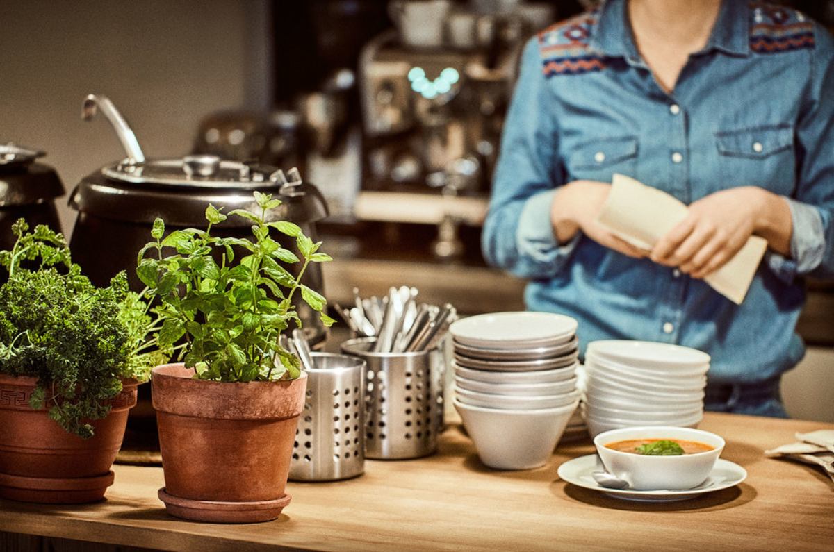 plantas para purificar el aire 