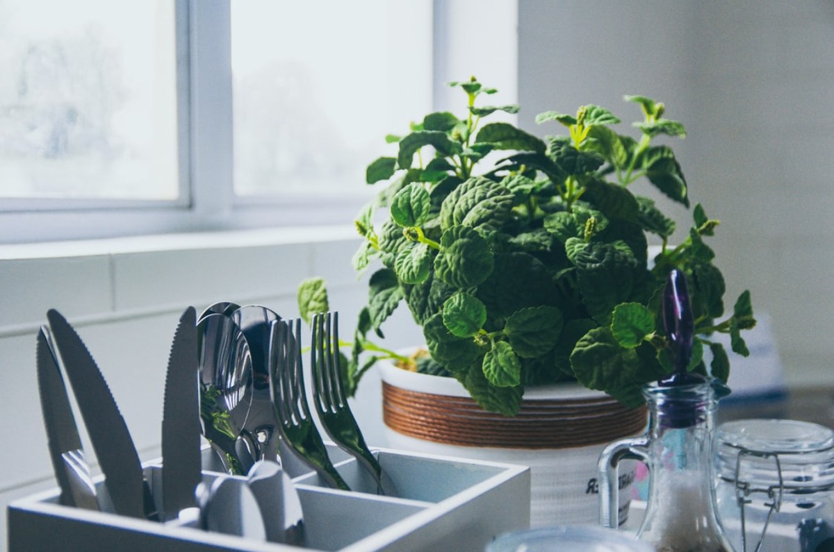 6 plantas ideales para purificar el aire de la cocina de forma natural
