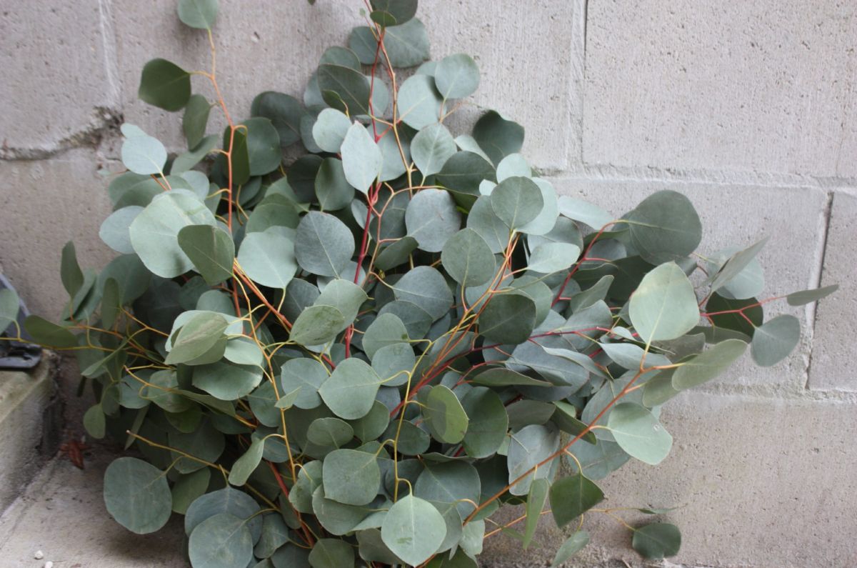 como cultivar eucalipto