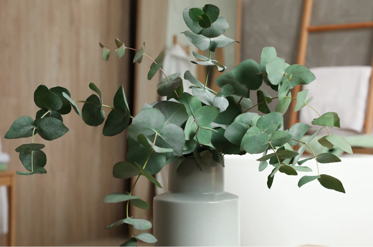 Contra las heridas en la piel: