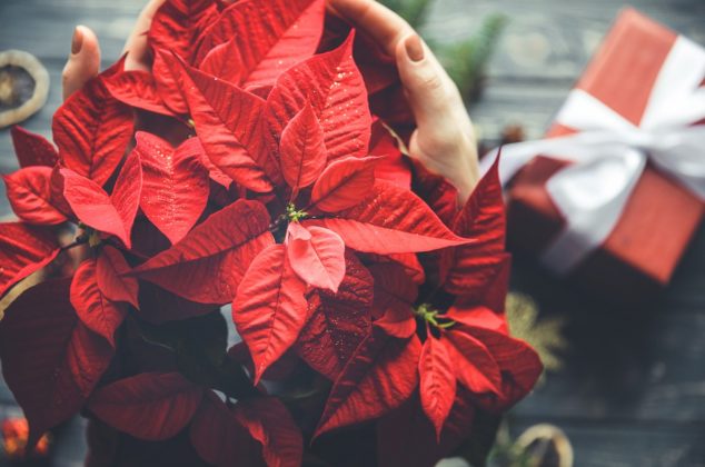 Técnica secreta de vivero para que tu flor de nochebuena luzca hermosa