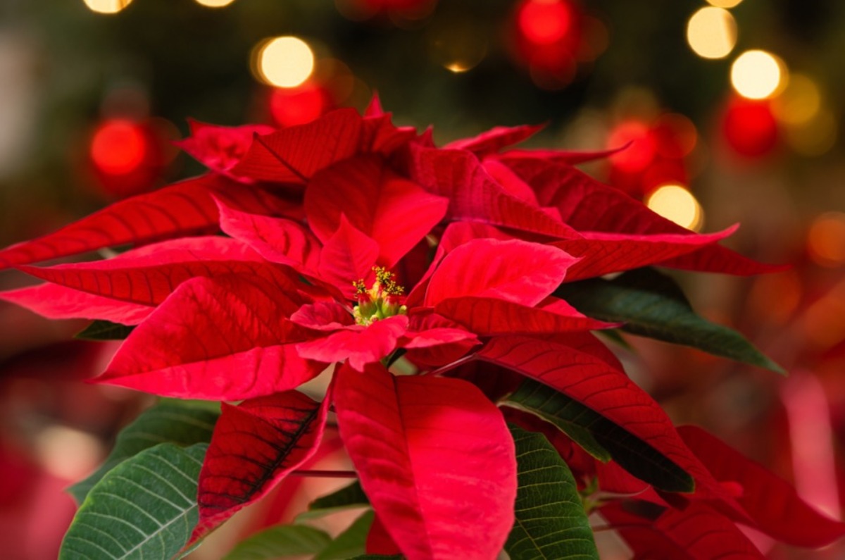 cuidados de la flor de nochebuena