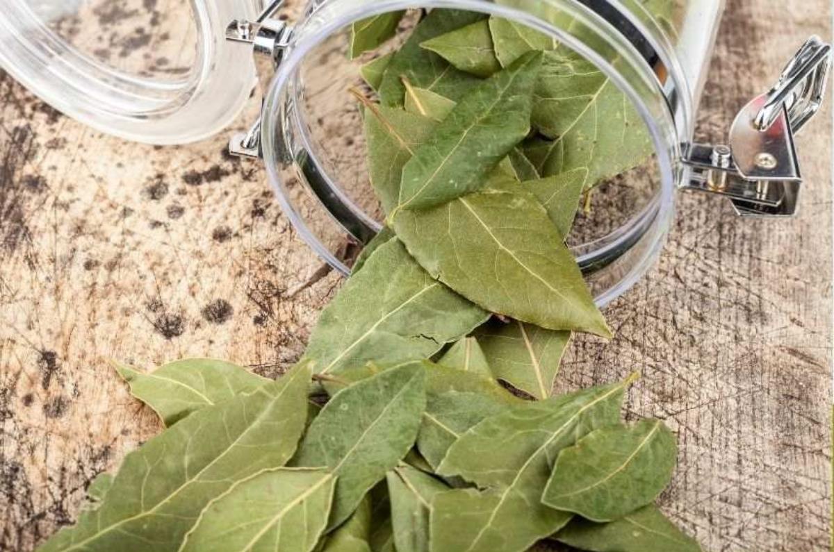 hojas de laurel debajo del Árbol de Navidad