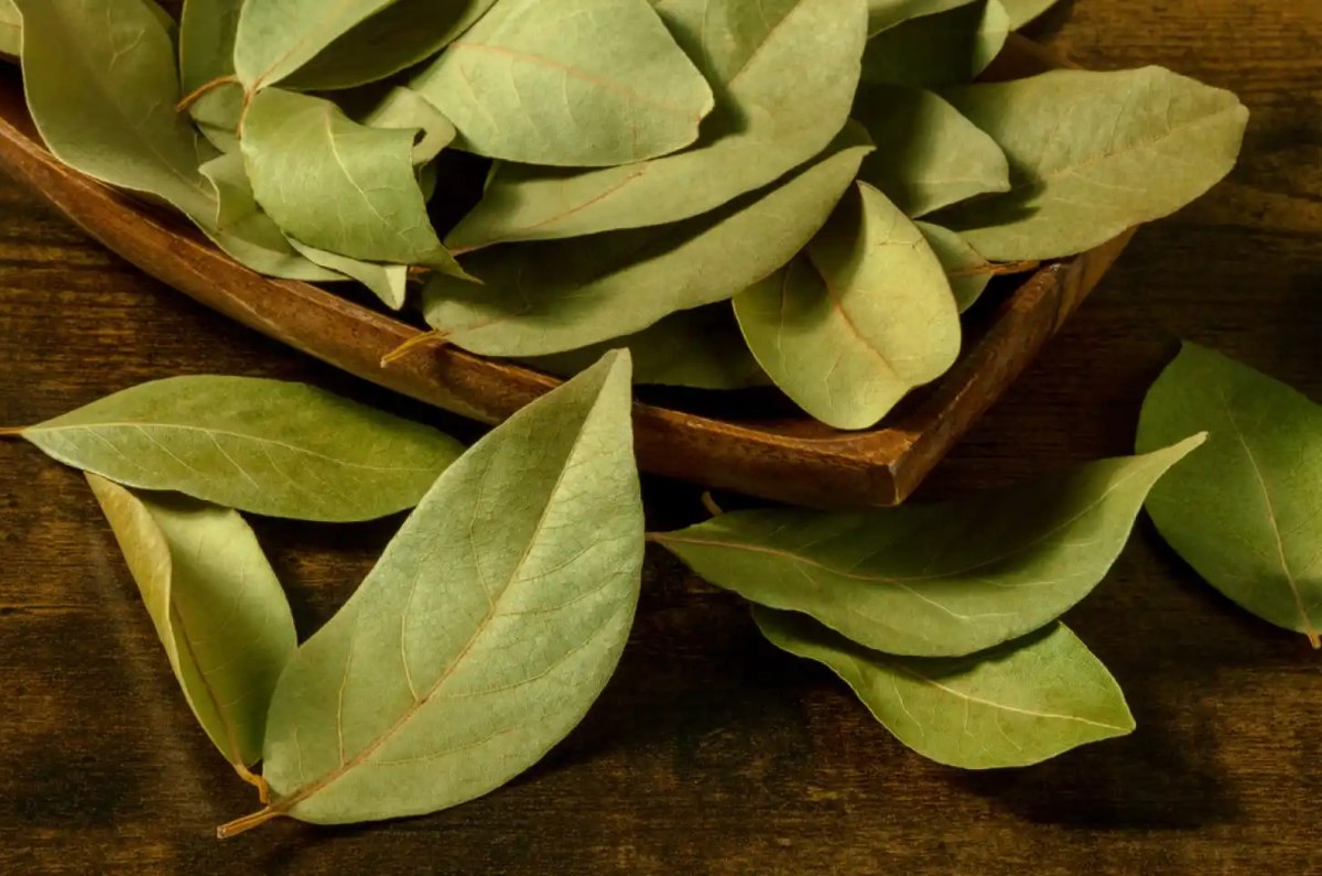 hojas de laurel debajo del Árbol de Navidad