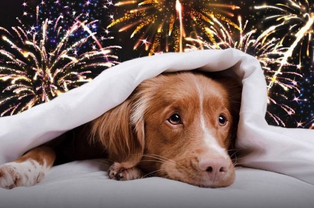 4 tips para proteger a los perros de los fuegos artificiales