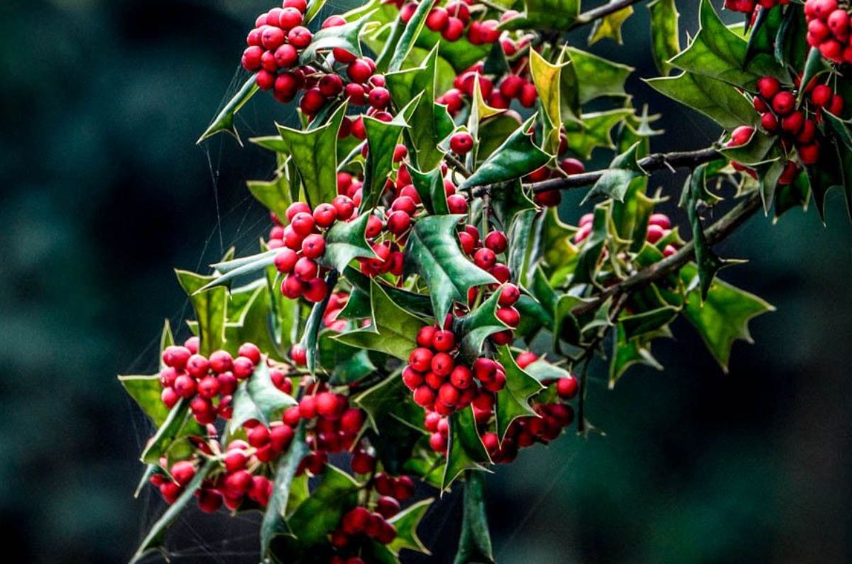 3 plantas navideñas para decorar tu casa en Navidad (más que la nochebuena)