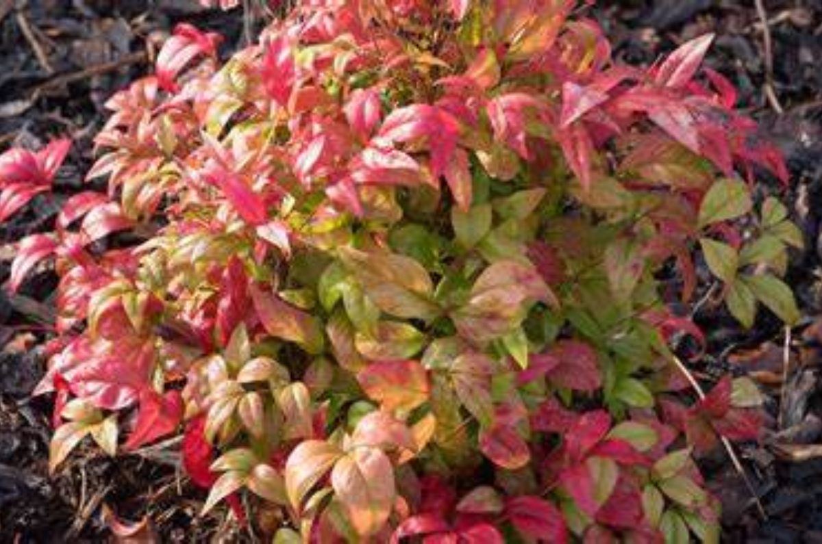 Nandina