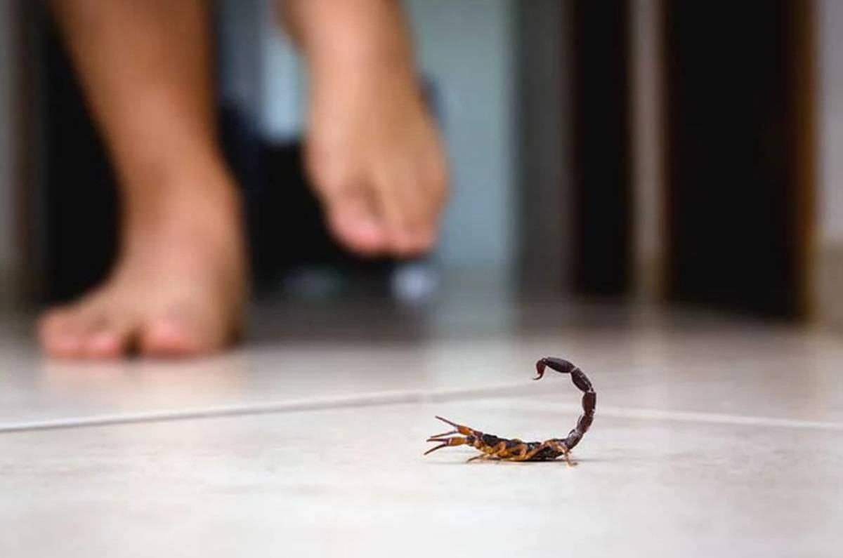 Repelente casero y natural para ahuyentar a los alacranes de casa