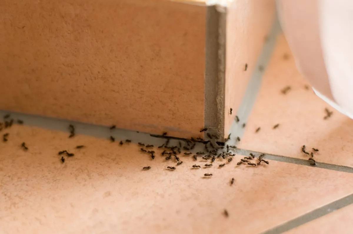 Truco casero con vinagre para eliminar hormigas de la cocina