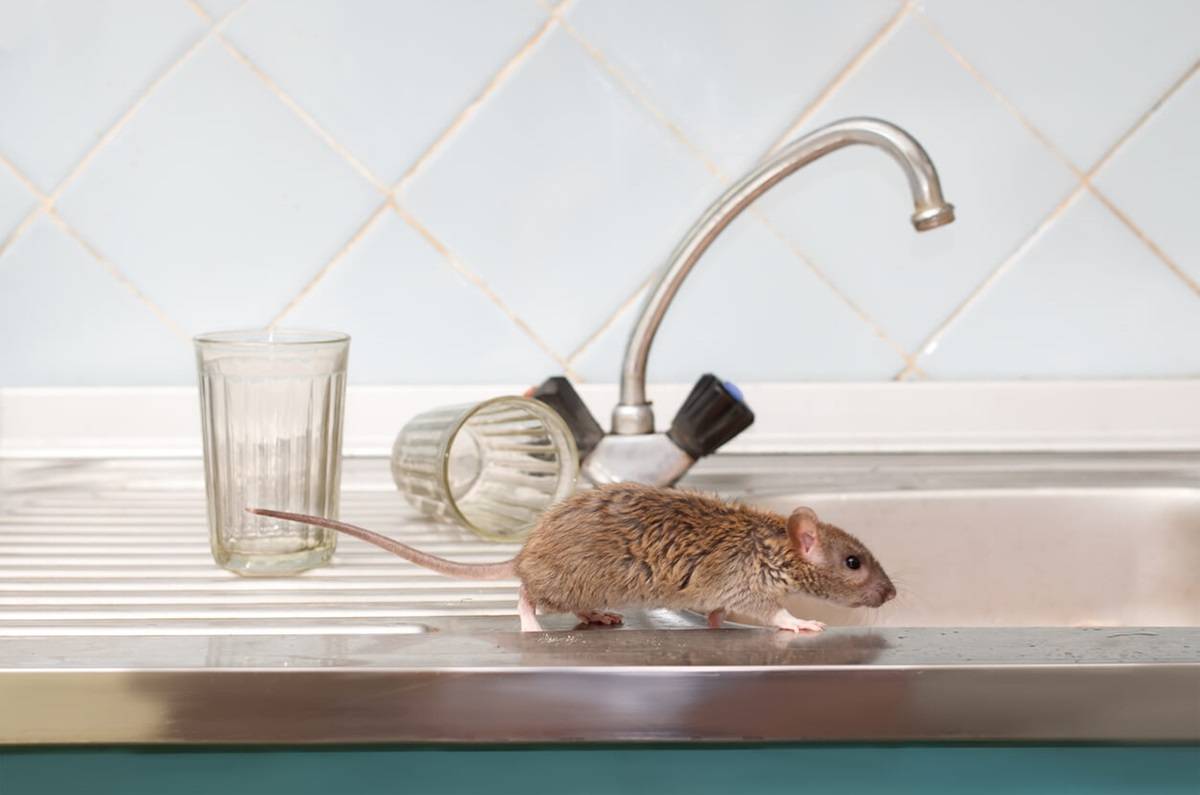 Cómo usar el vinagre para alejar a las ratas y ratones de casa