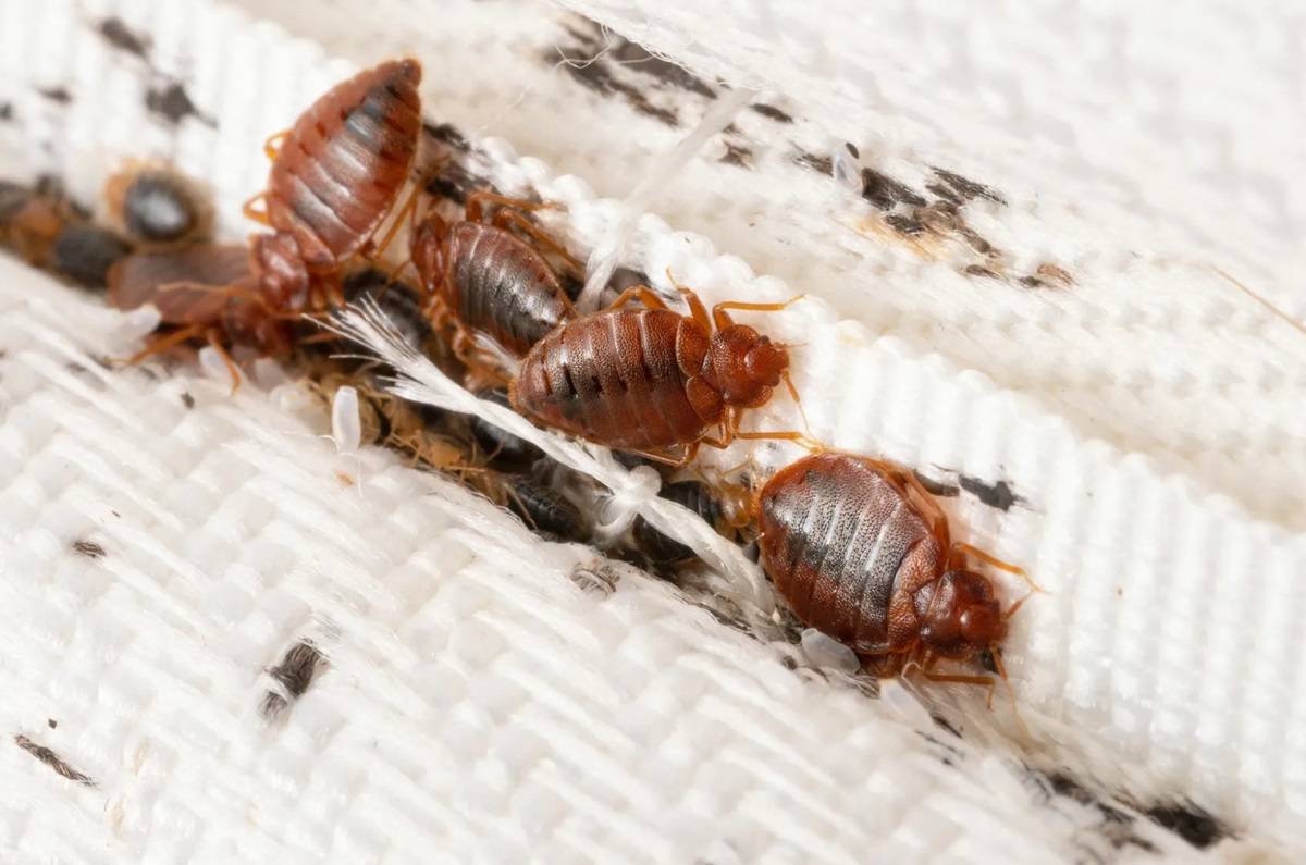 Trampa casera para eliminar chinches rápidamente de tu cama