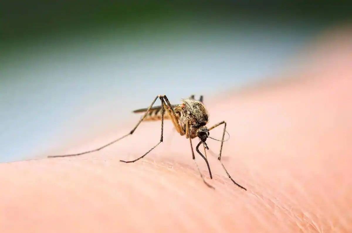 Repelente casero para mosquitos ¡100% natural!