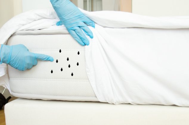 3 tips para deshacerte de las chinches de cama, sin usar químicos