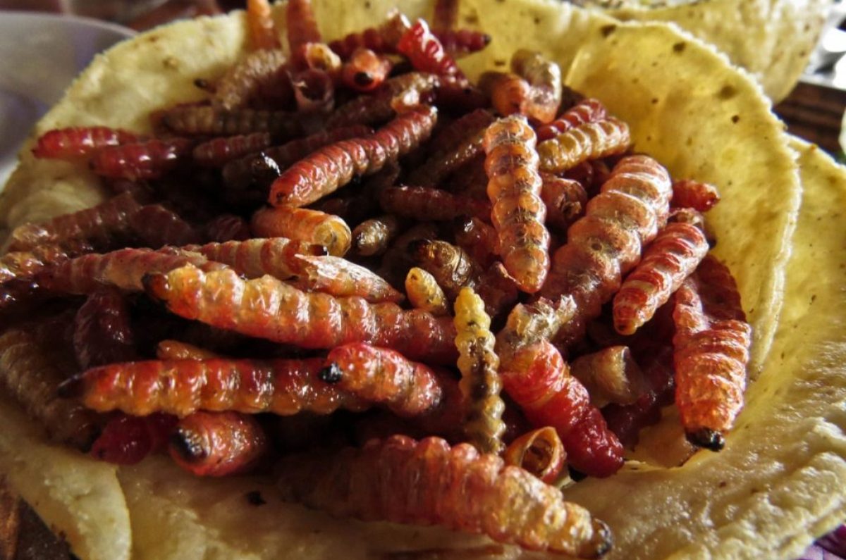 Chinicuiles - México.