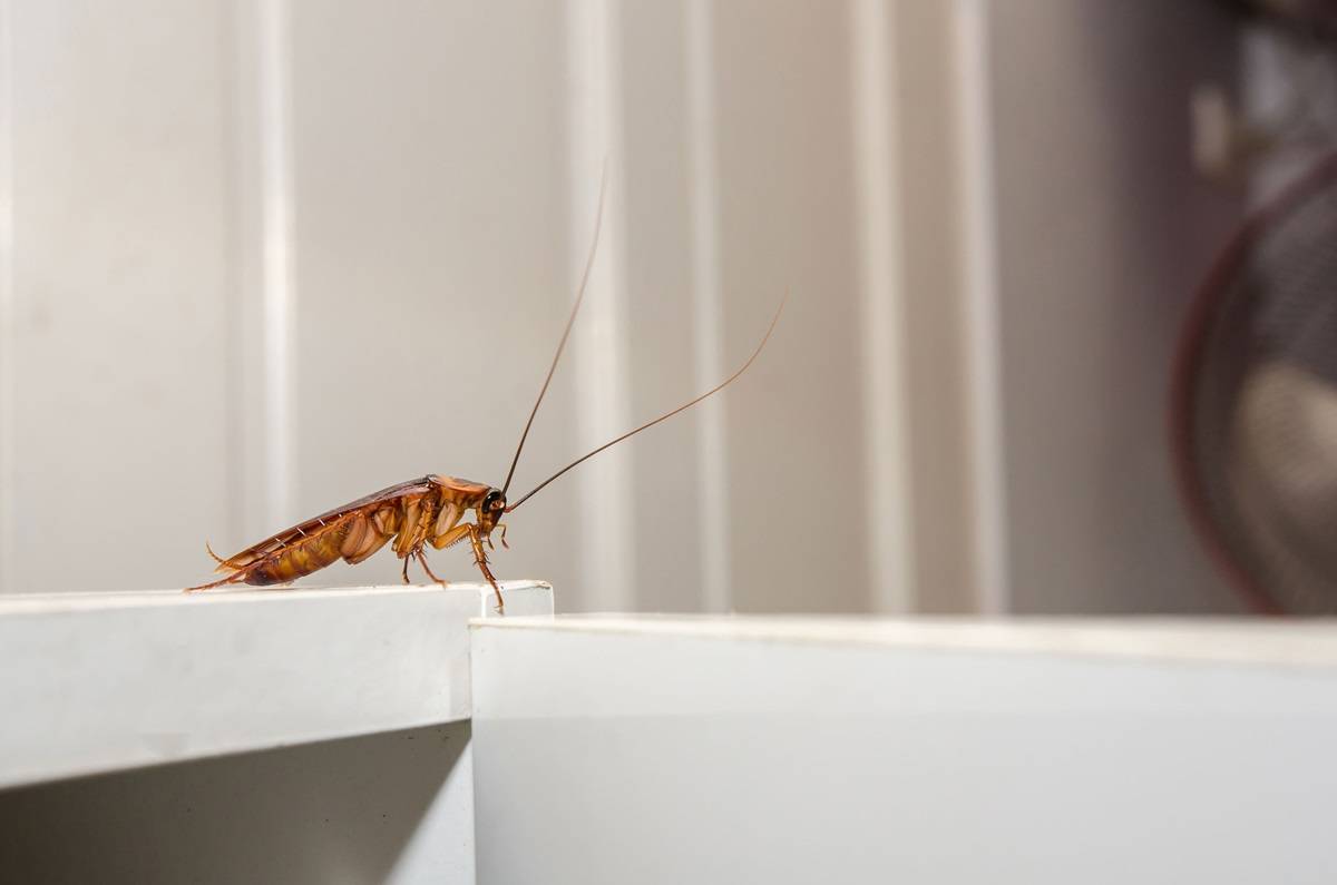 Mezcla casera para trapear el piso y alejar las cucarachas de la cocina