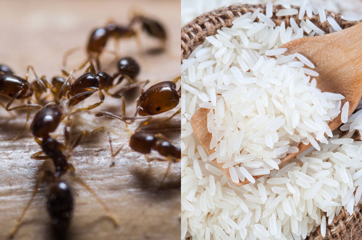Elimina las hormigas con arroz crudo, aquí te enseño