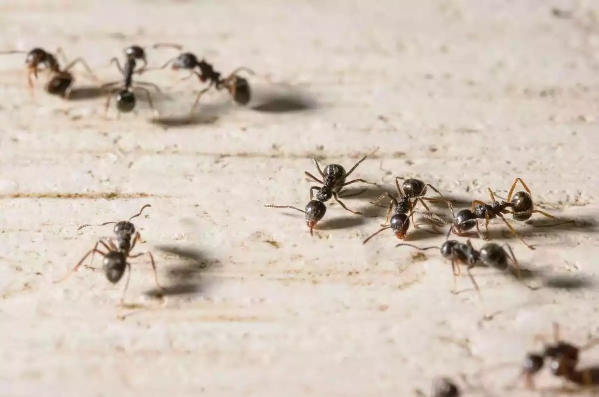 Aprende usar arroz crudo para eliminar las hormigas