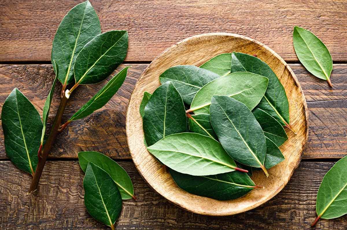 Laurel
