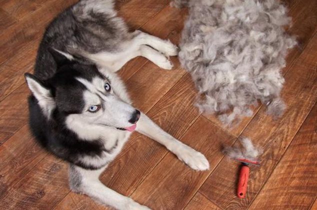 Cómo hacer fertilizante casero para plantas con el pelo de tu mascota