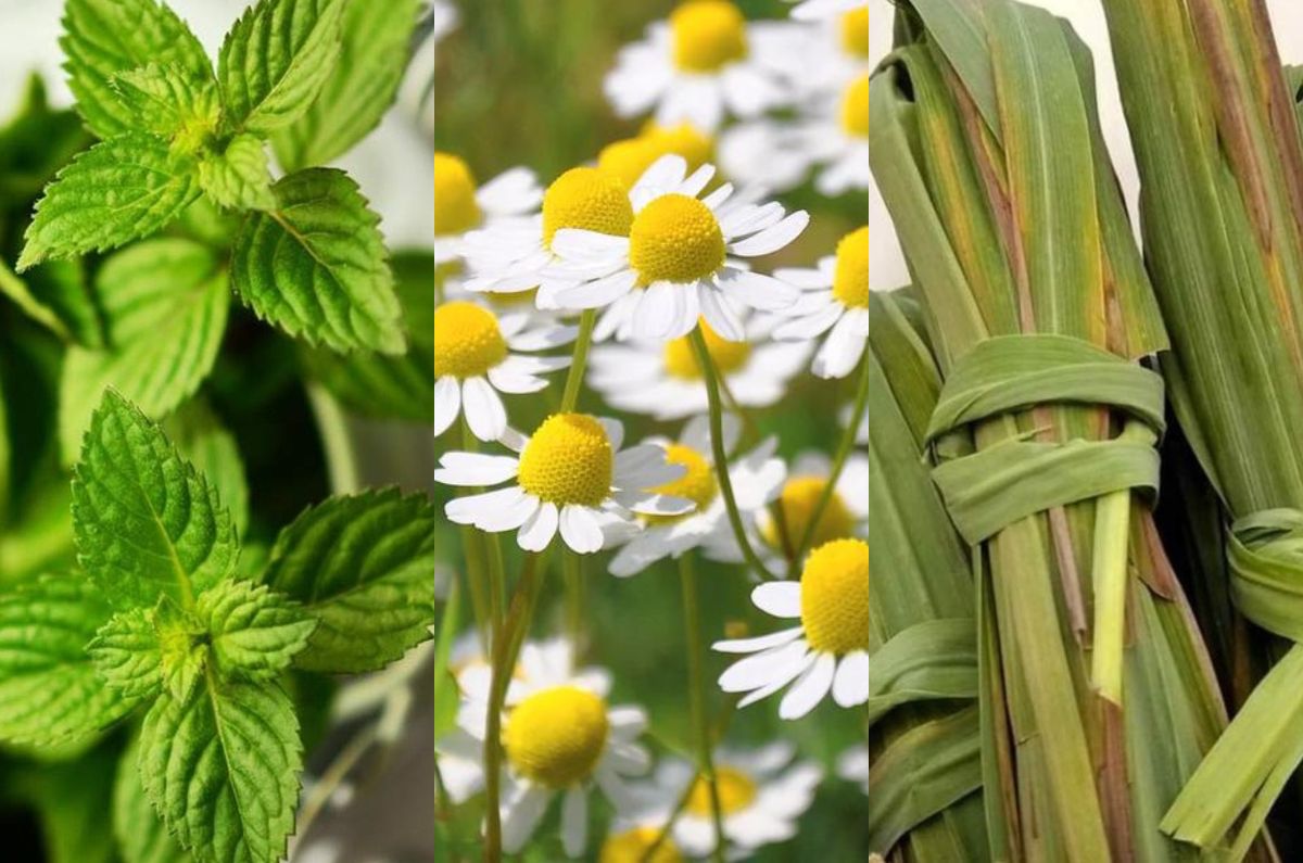 8 plantas medicinales que debes tener en casa para mejorar la salud