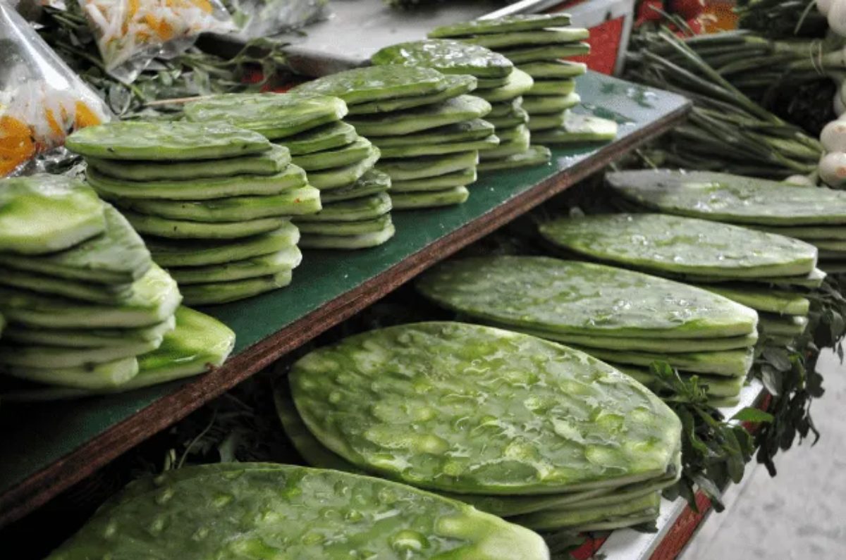 Se reconocen 111 especies de Opuntia que contribuyen a la regeneración y estabilidad del suelo y son la principal defensa para que el campo no se convierta en un desierto. 