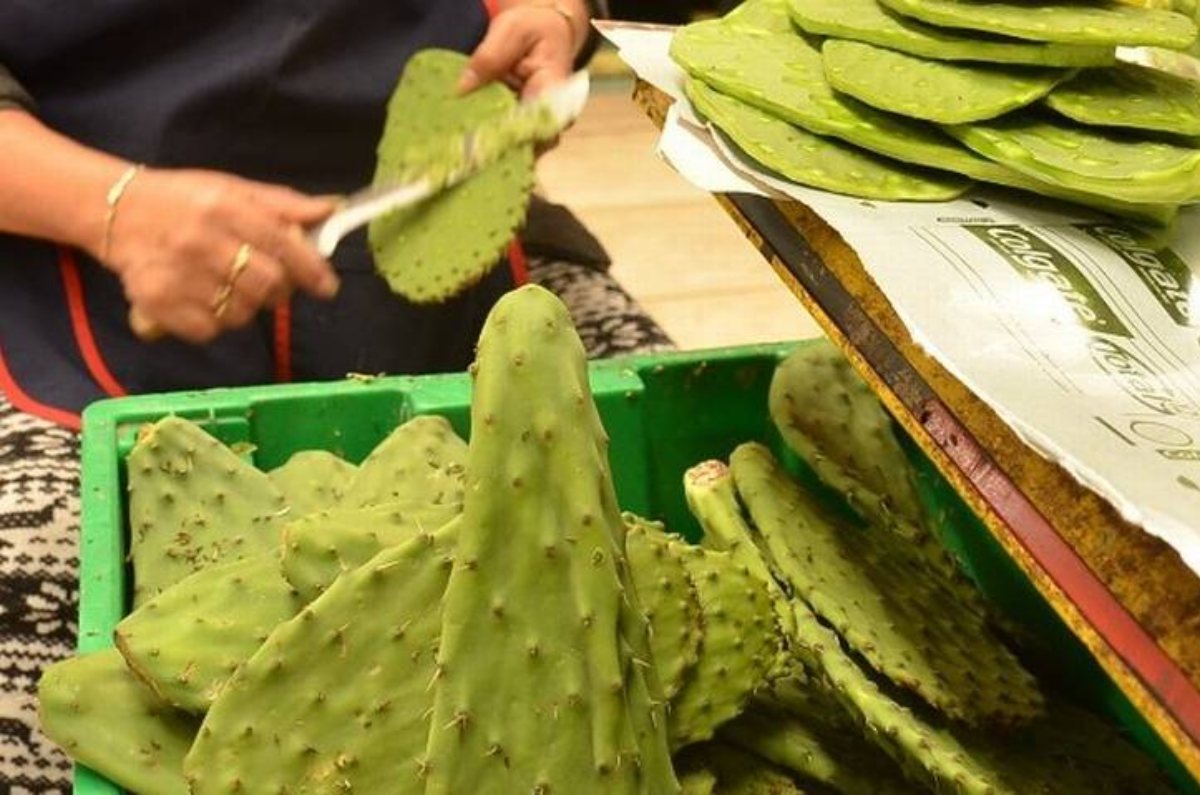 Dada su resistencia a climas secos y la versatilidad de los productos que se pueden obtener de su aprovechamiento, el nopal  (Opuntia ficus-indica) es reconocido por organismos internacionales como una de las cactáceas que pueden ayudar a hacer frente a los retos del cambio climático.