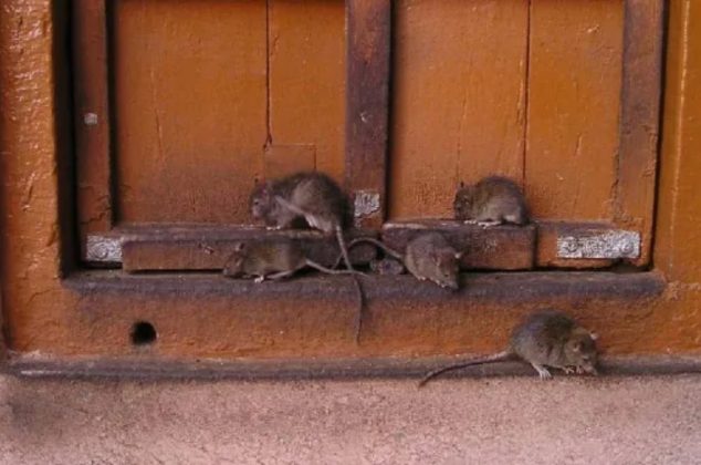 Lo que debes poner en la puerta de tu casa para ahuyentar ratones y ratas