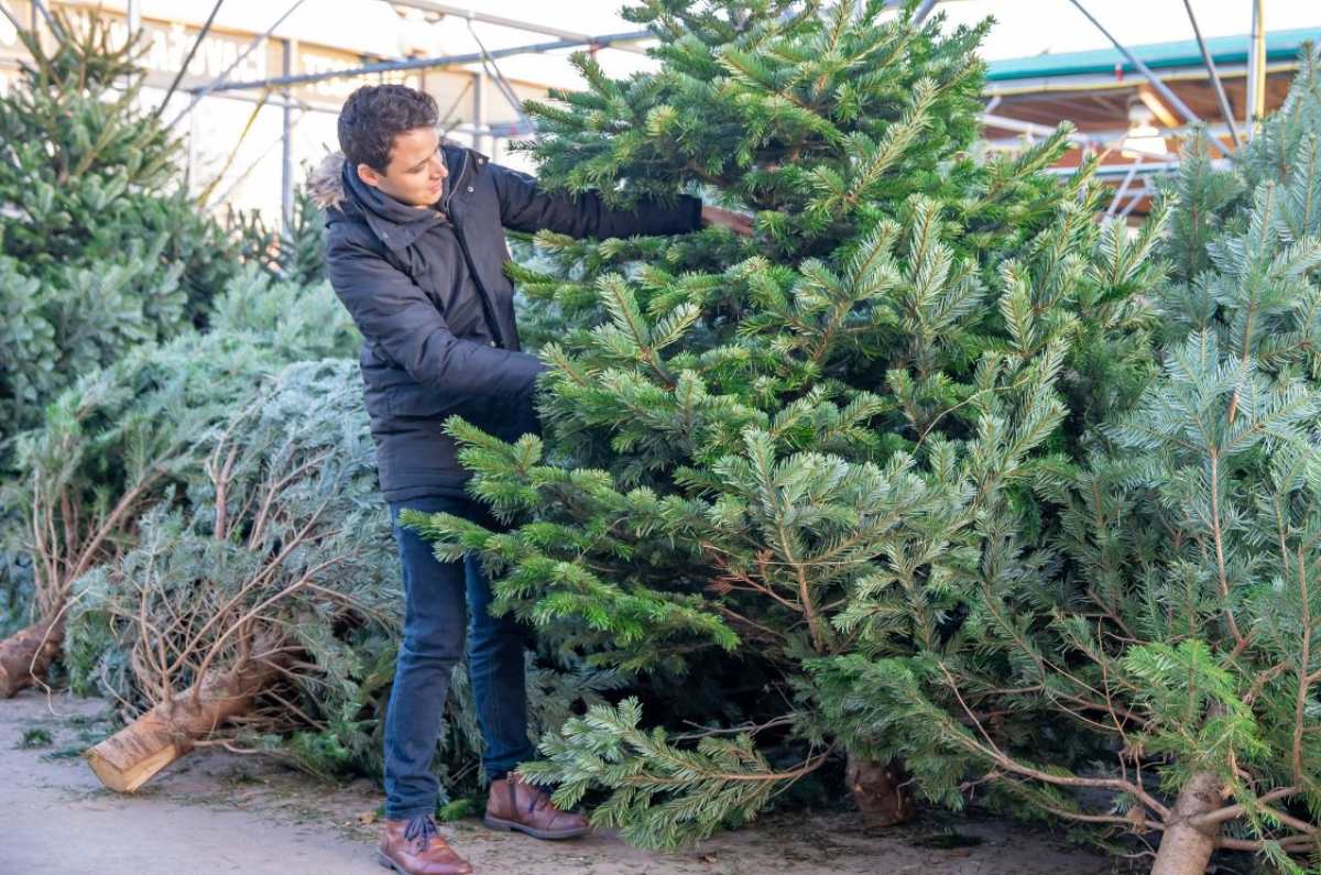 reciclar árbol de navidad natural